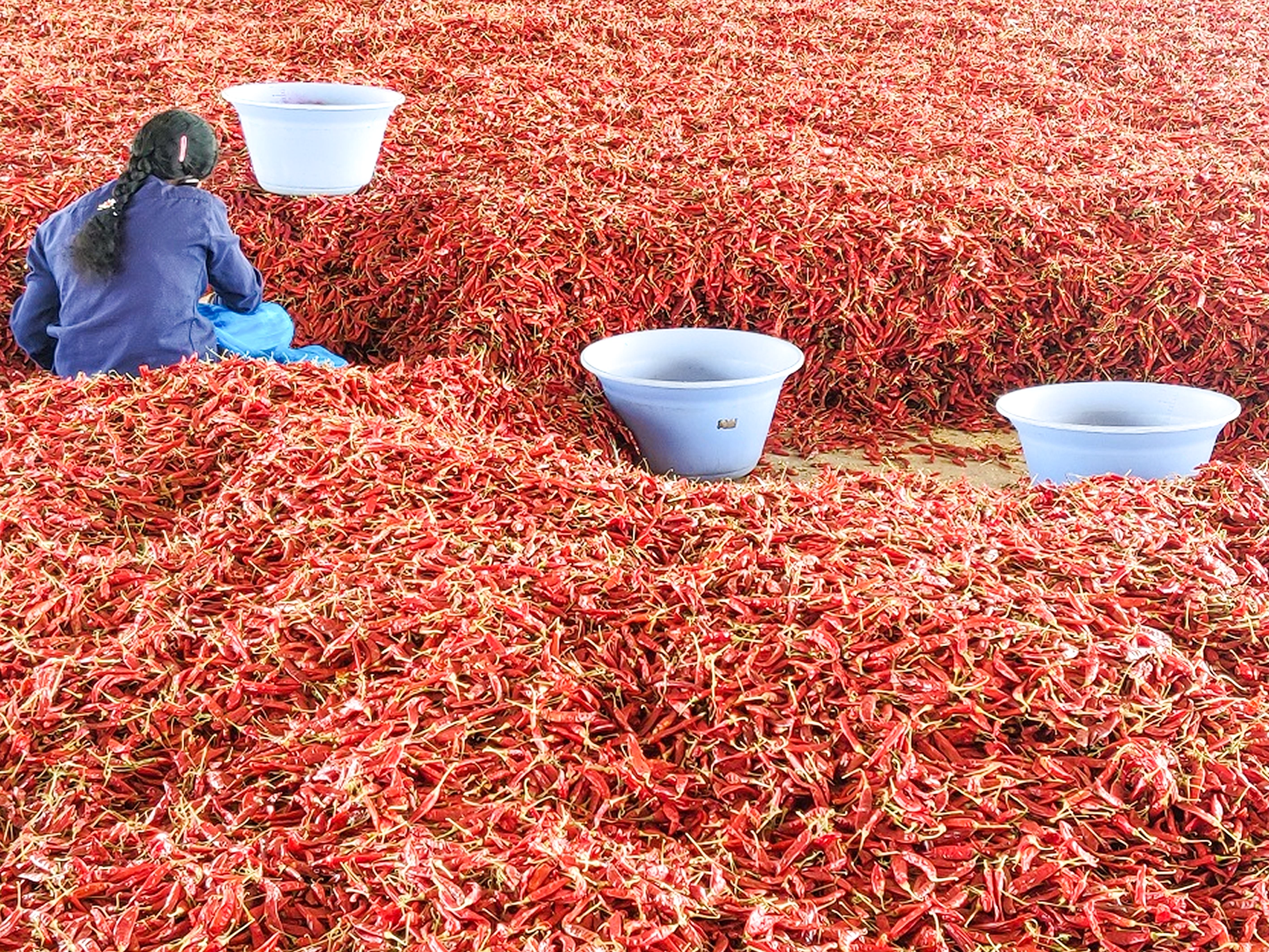 Guntur Mirchi Market