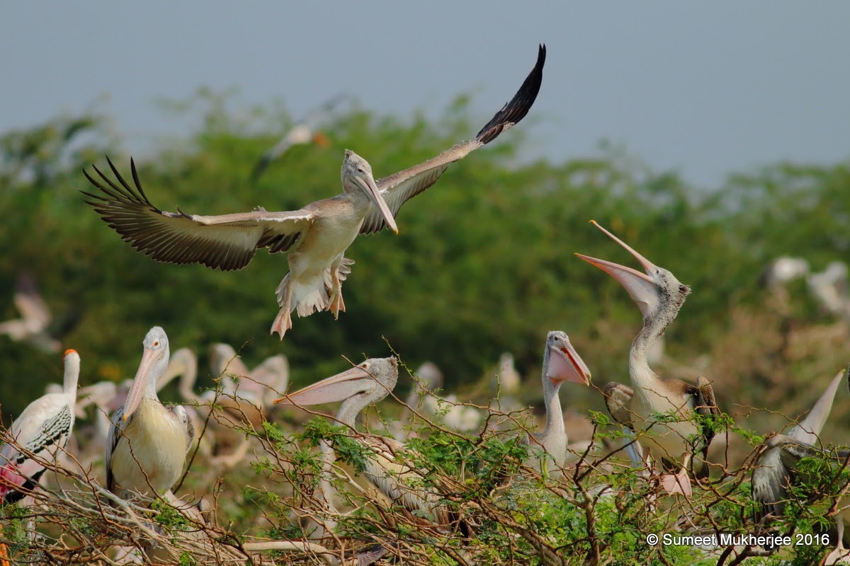 Uppalapadu Bird Sanctuary